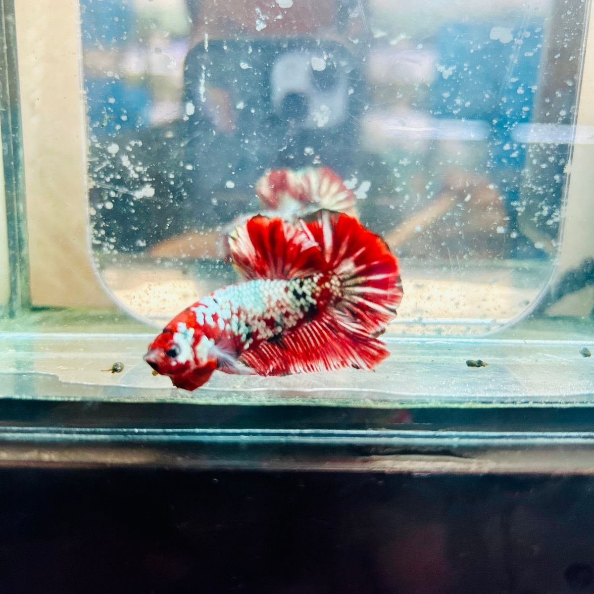 Plakat Red Galaxy Copper Male Betta #jul07