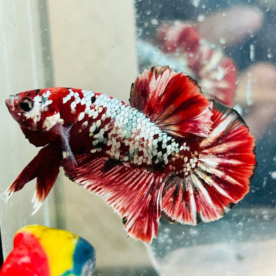 Plakat Red Galaxy Copper Male Betta jul07 Live Betta Fish Male betta