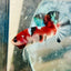 Plakat Red Galaxy Koi Male Betta 156