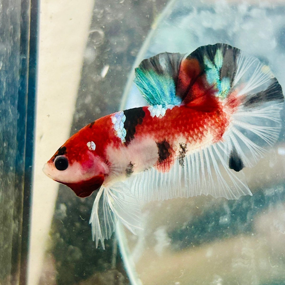 Plakat Red Galaxy Koi Male Betta 156