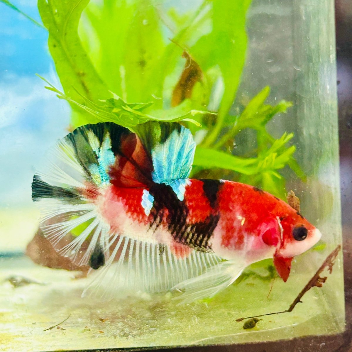 Plakat Red Galaxy Koi Male Betta 156