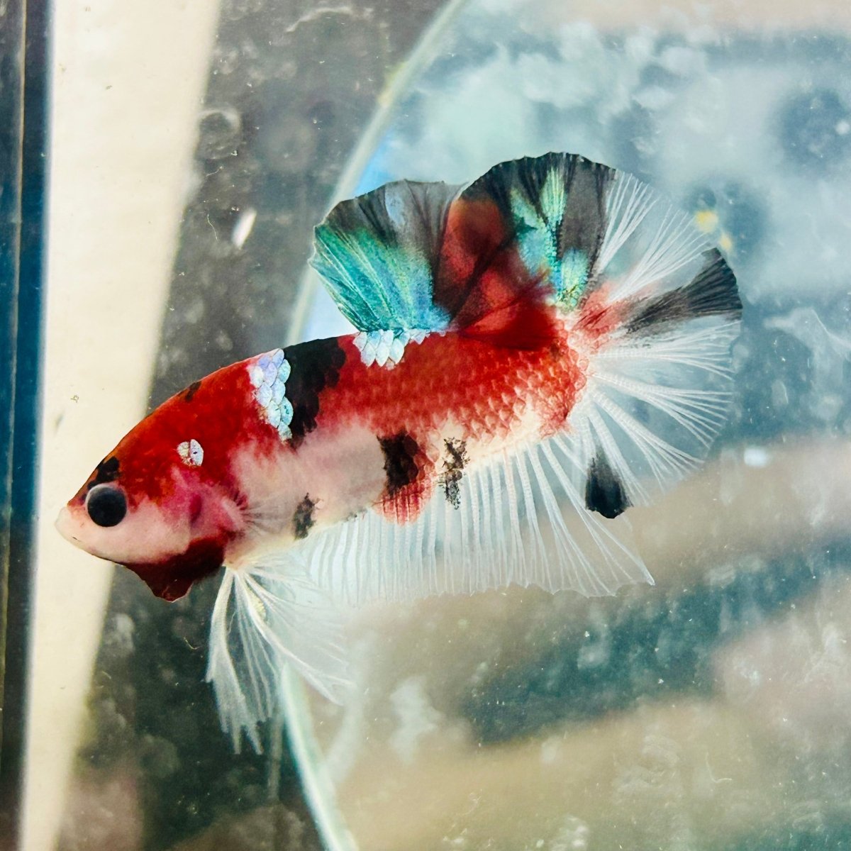 Plakat Red Galaxy Koi Male Betta 156
