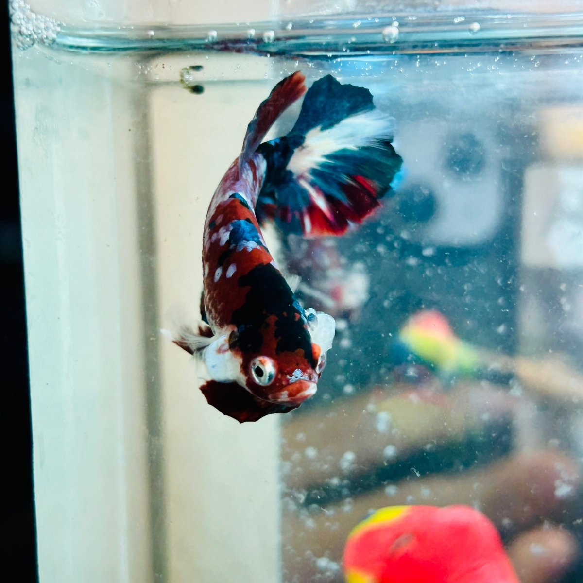 Pez Betta macho Plakat Red Galaxy #Au95