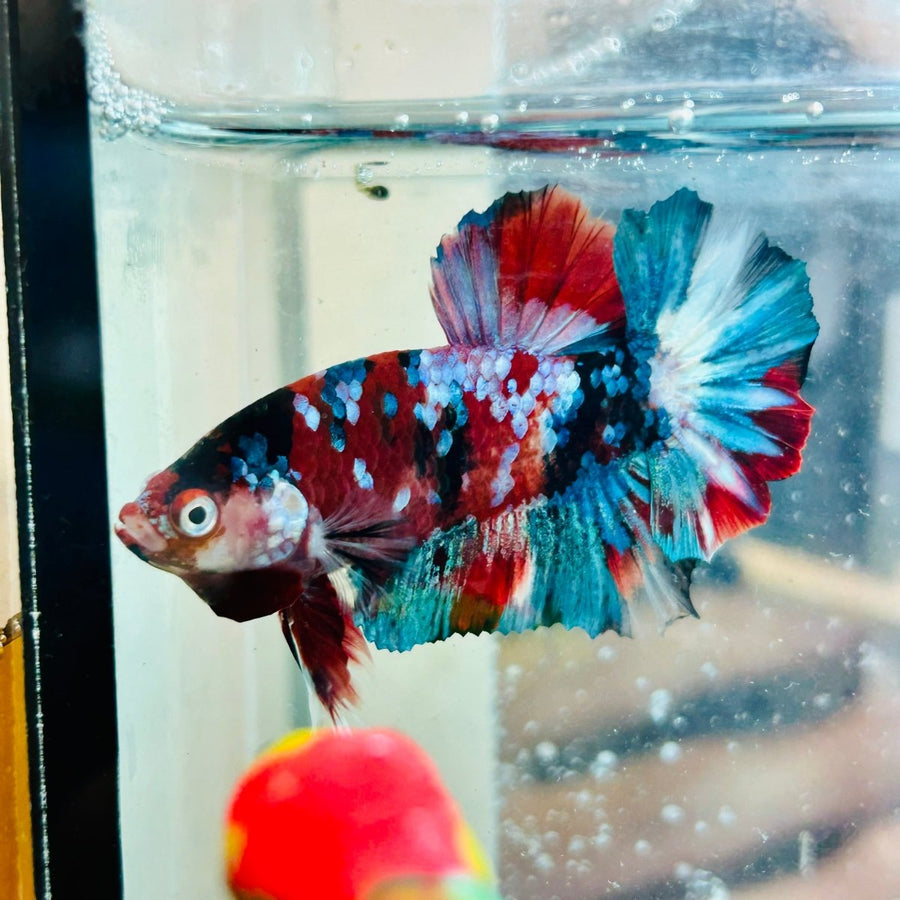 Plakat Red Galaxy Male Betta Au95 Male betta