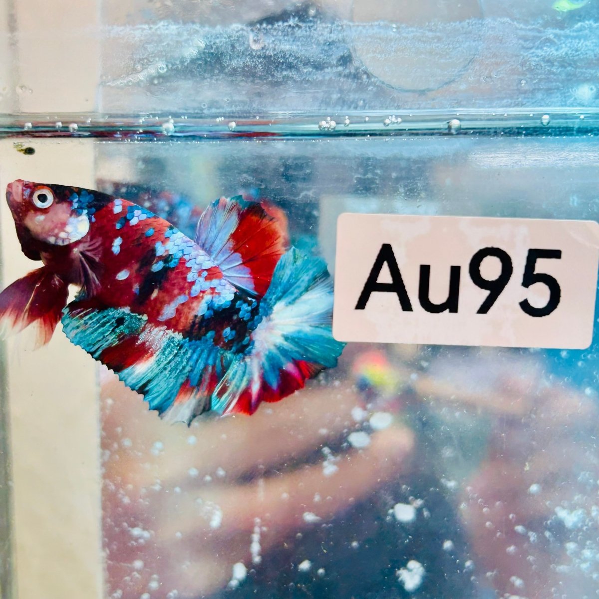 Pez Betta macho Plakat Red Galaxy #Au95