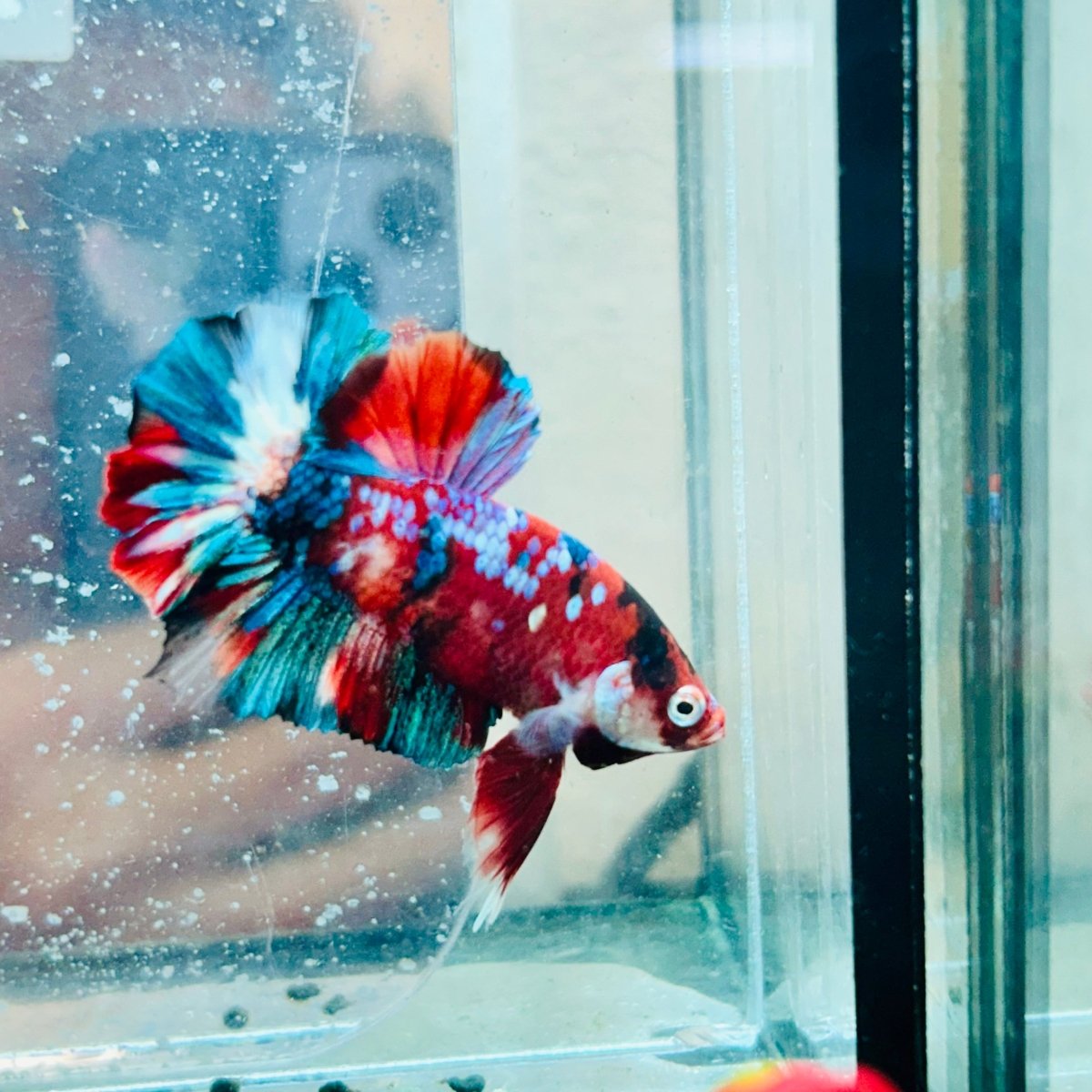 Pez Betta macho Plakat Red Galaxy #Au95