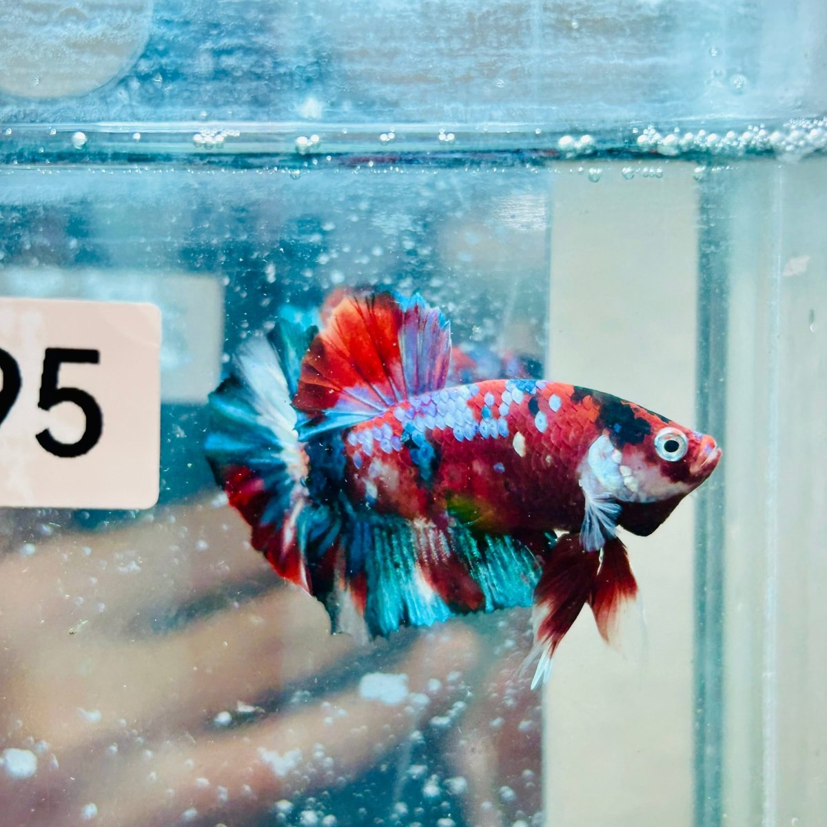 Pez Betta macho Plakat Red Galaxy #Au95
