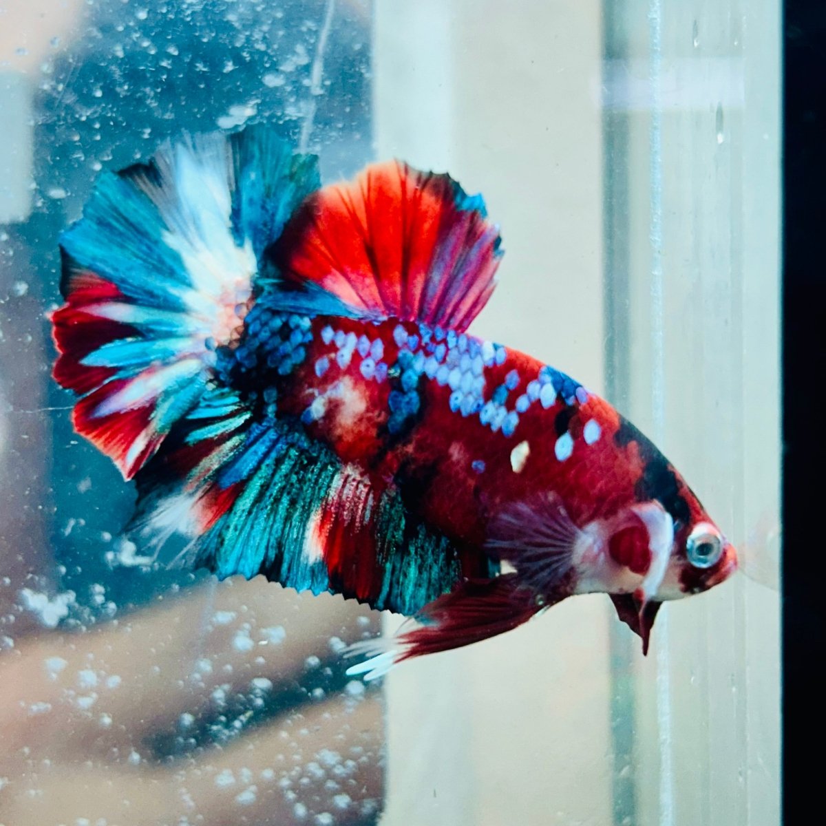 Pez Betta macho Plakat Red Galaxy #Au95
