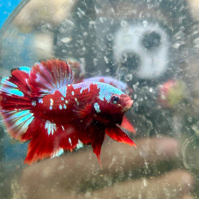 Plakat Red Galaxy Male Betta M57