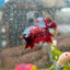 Plakat Red Galaxy Male Betta M57
