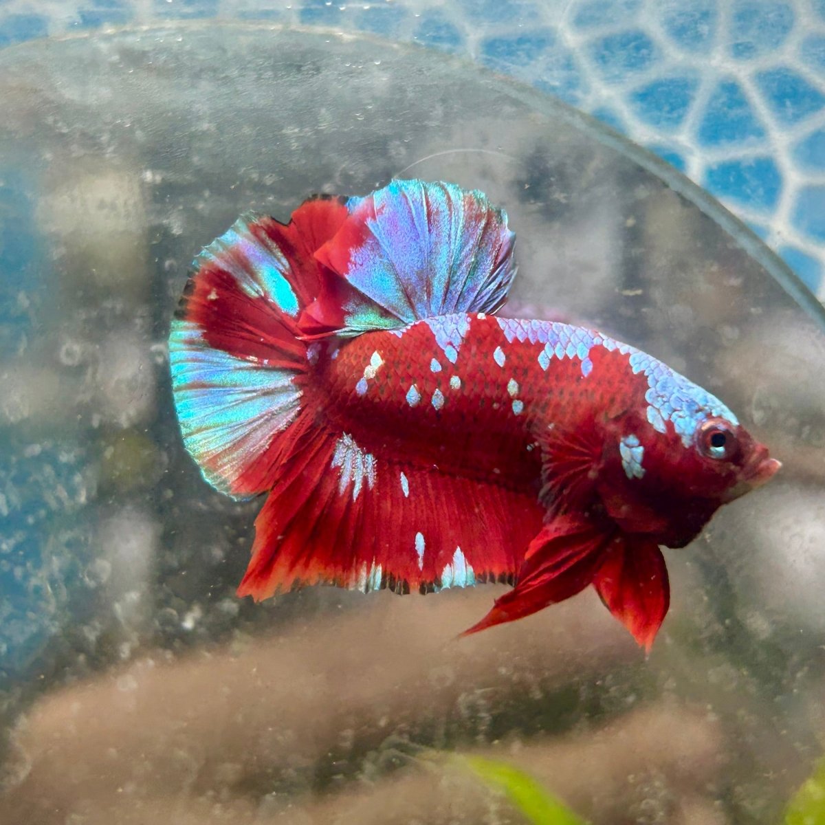 Plakat Red Galaxy Male Betta M57