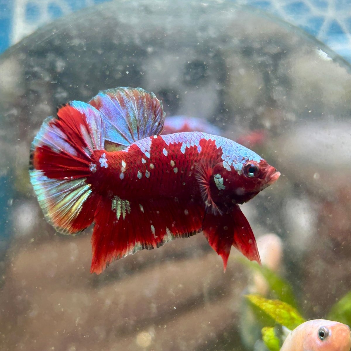 Plakat Red Galaxy Male Betta M57