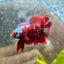 Plakat Red Galaxy Male Betta M57