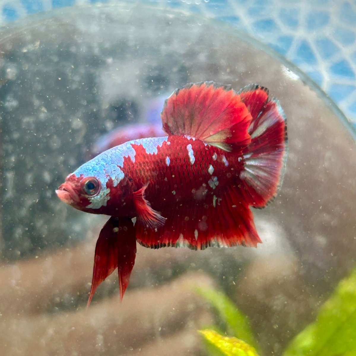 Plakat Red Galaxy Male Betta M57