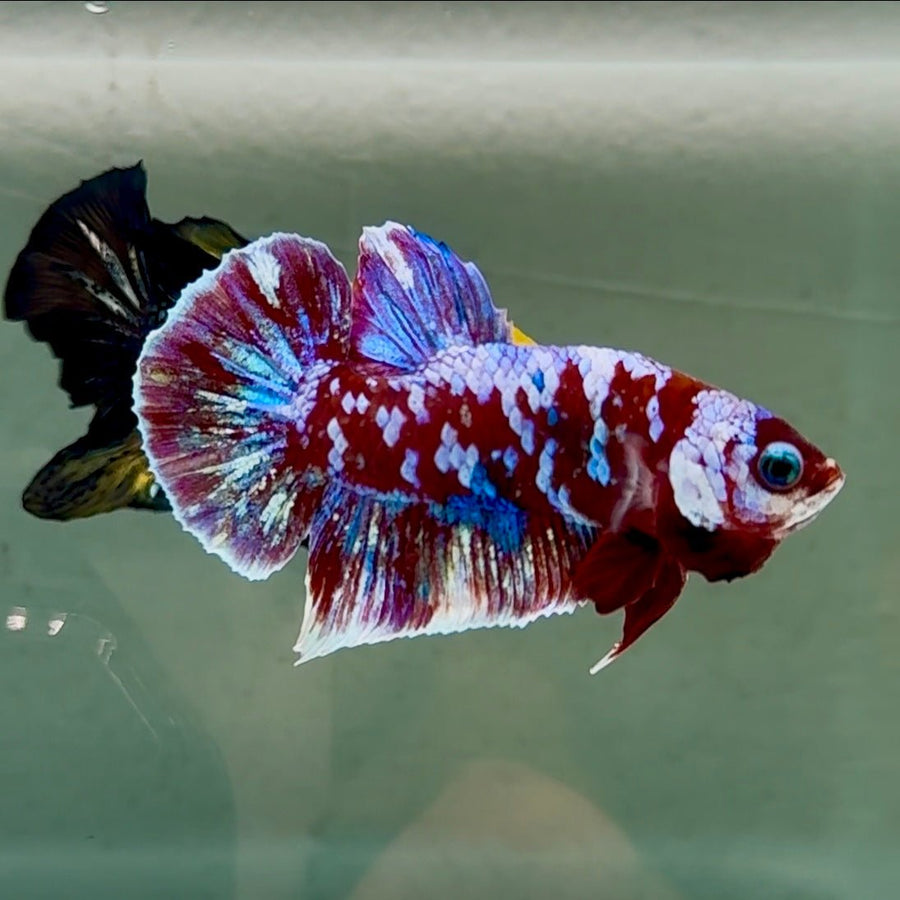 Plakat Red Galaxy Male Betta #Se13 Male betta