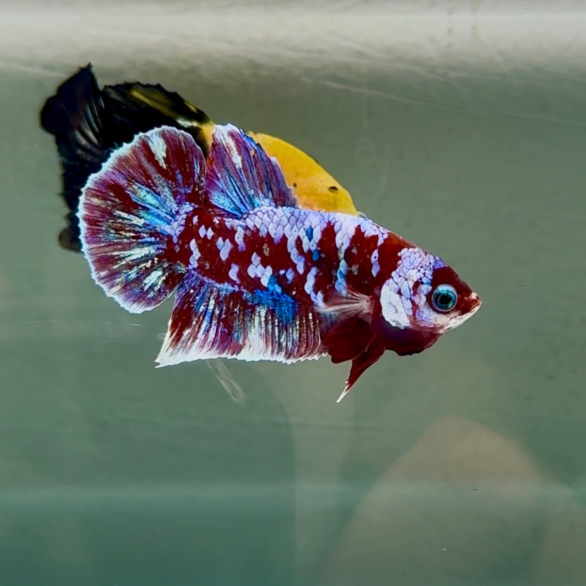 Betta Plakat Vanda Azul Macho #Au70