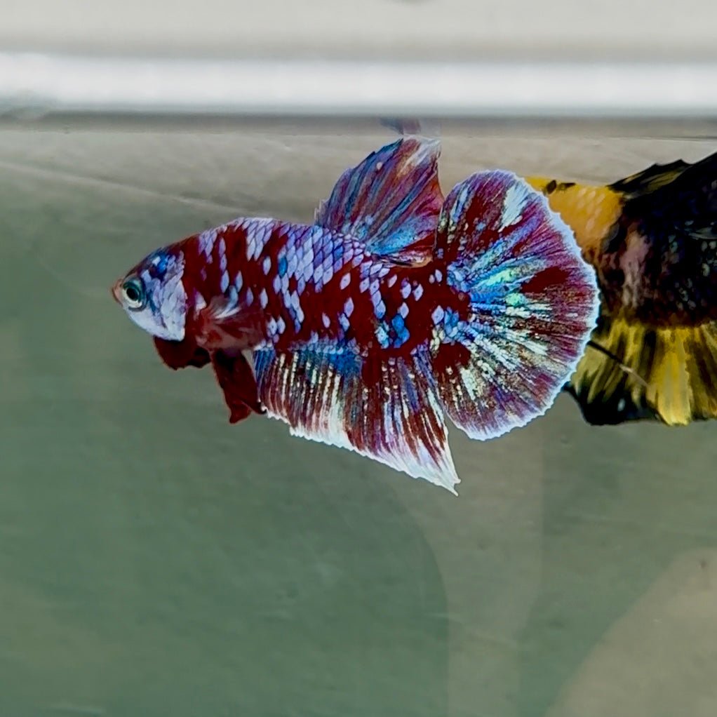 Betta Plakat Vanda Azul Macho #Au70