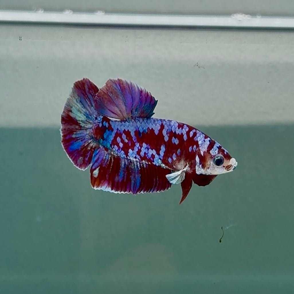 Betta Plakat Red Barongsai Macho #Au09