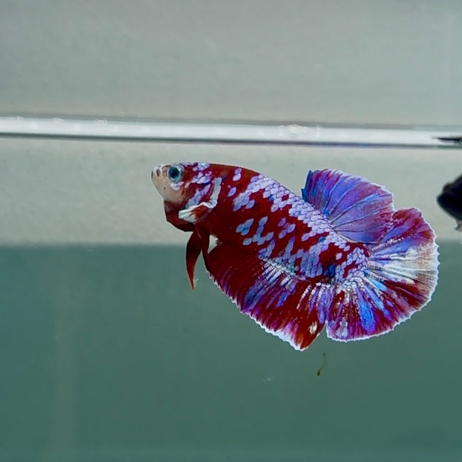 Plakat Red Galaxy Male Betta #Se20 Male betta