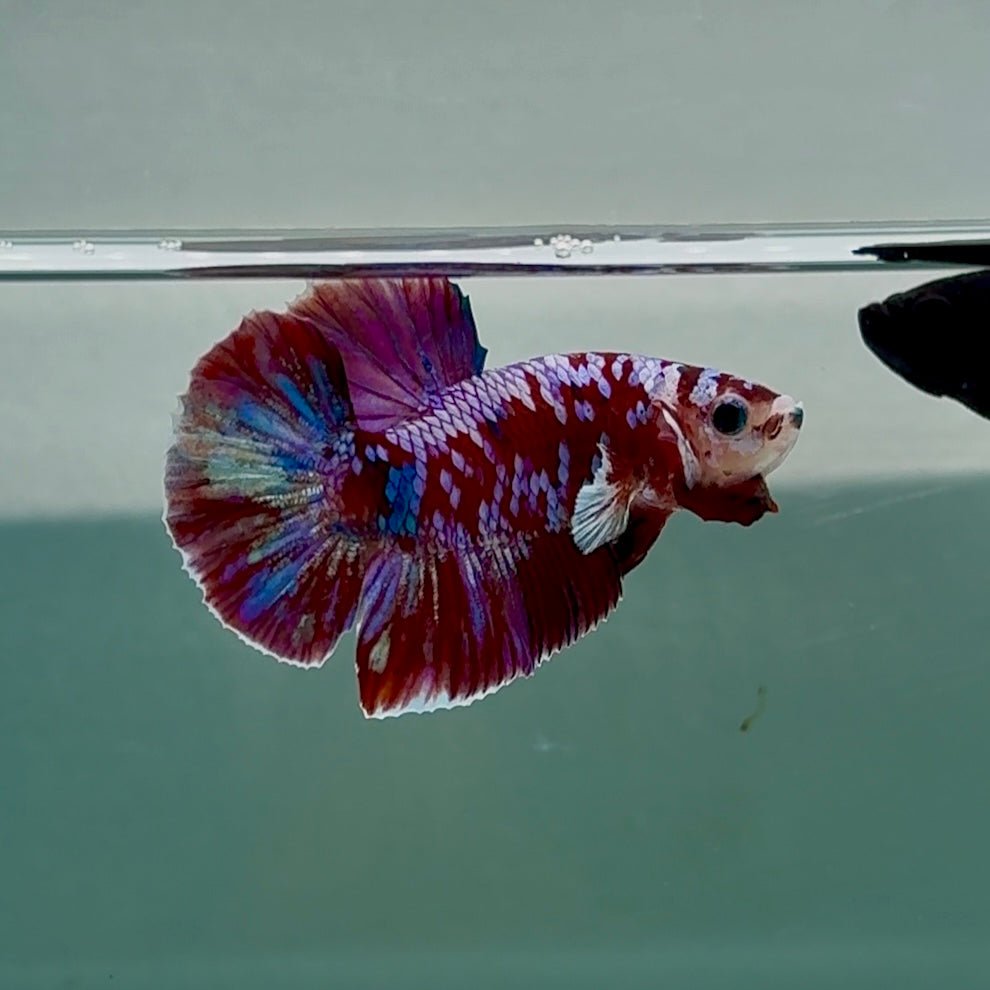 Betta Plakat Red Barongsai Macho #Au09