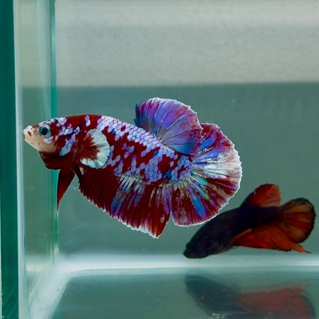 Betta Plakat Red Barongsai Macho #Au09