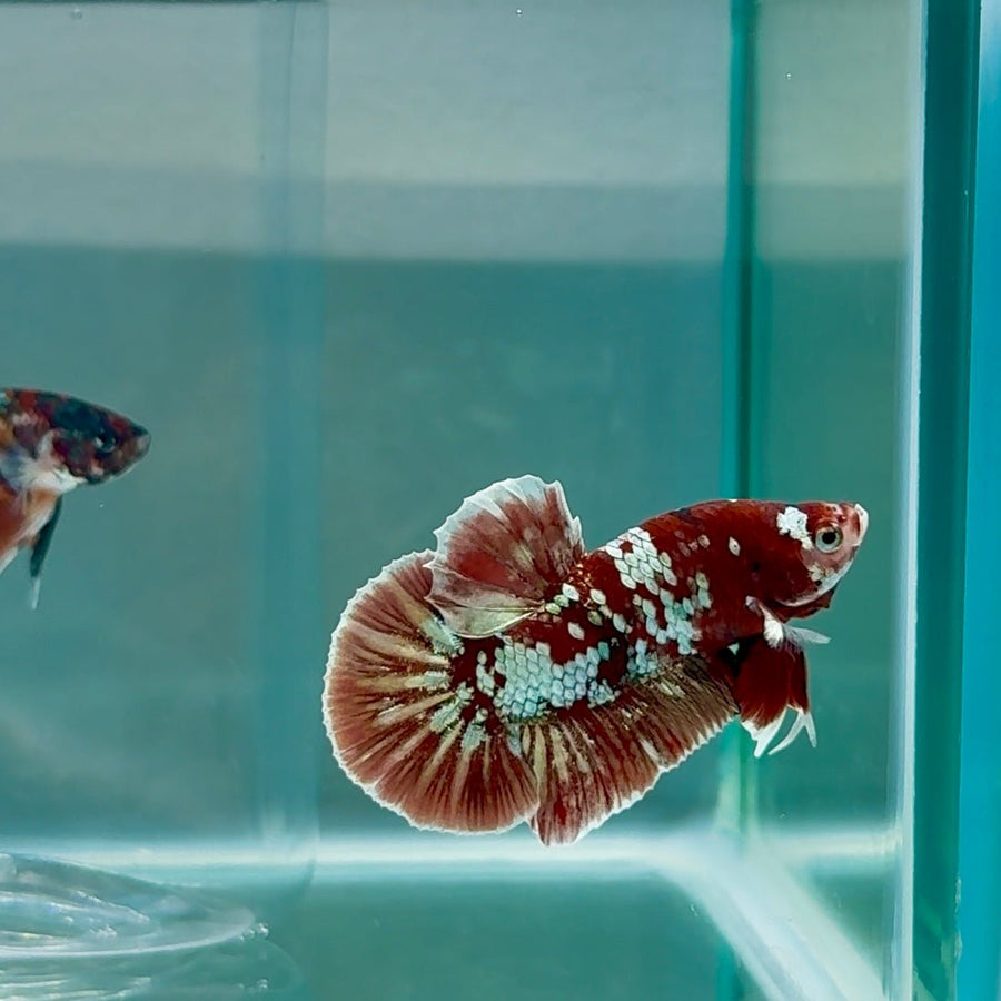 Plakat Red Gold Galaxy Male Betta Au33 Male betta