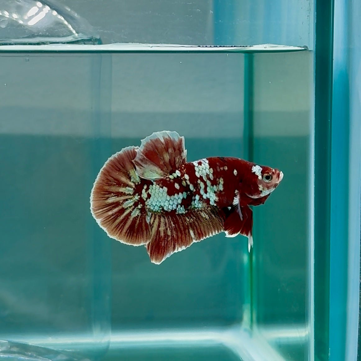 Plakat Red Gold Galaxy Male Betta #Au33