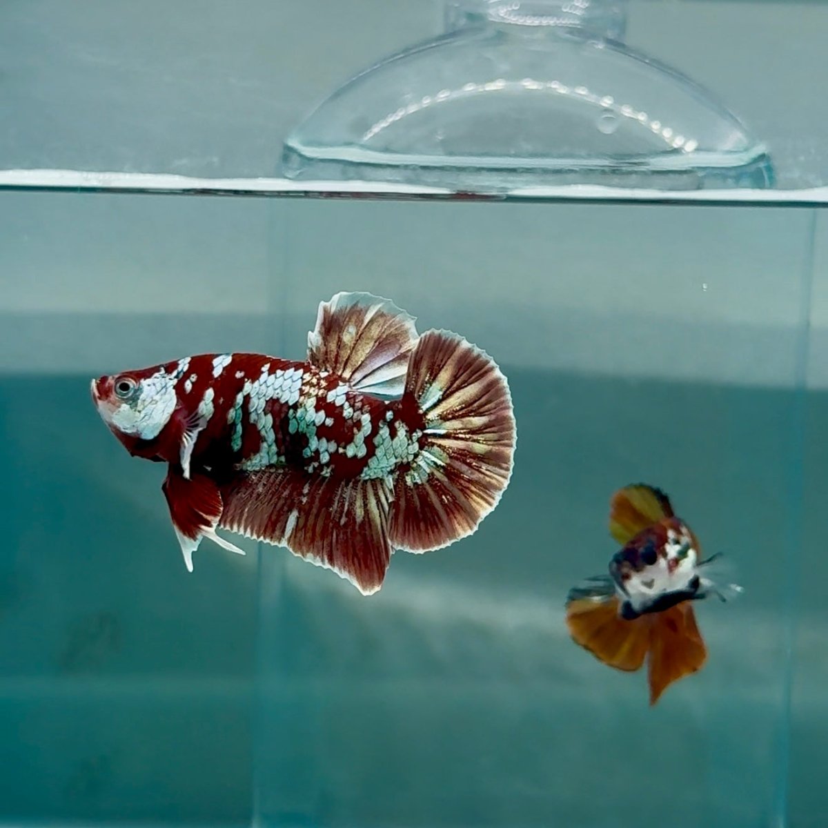 Plakat Red Gold Galaxy Male Betta #Au33