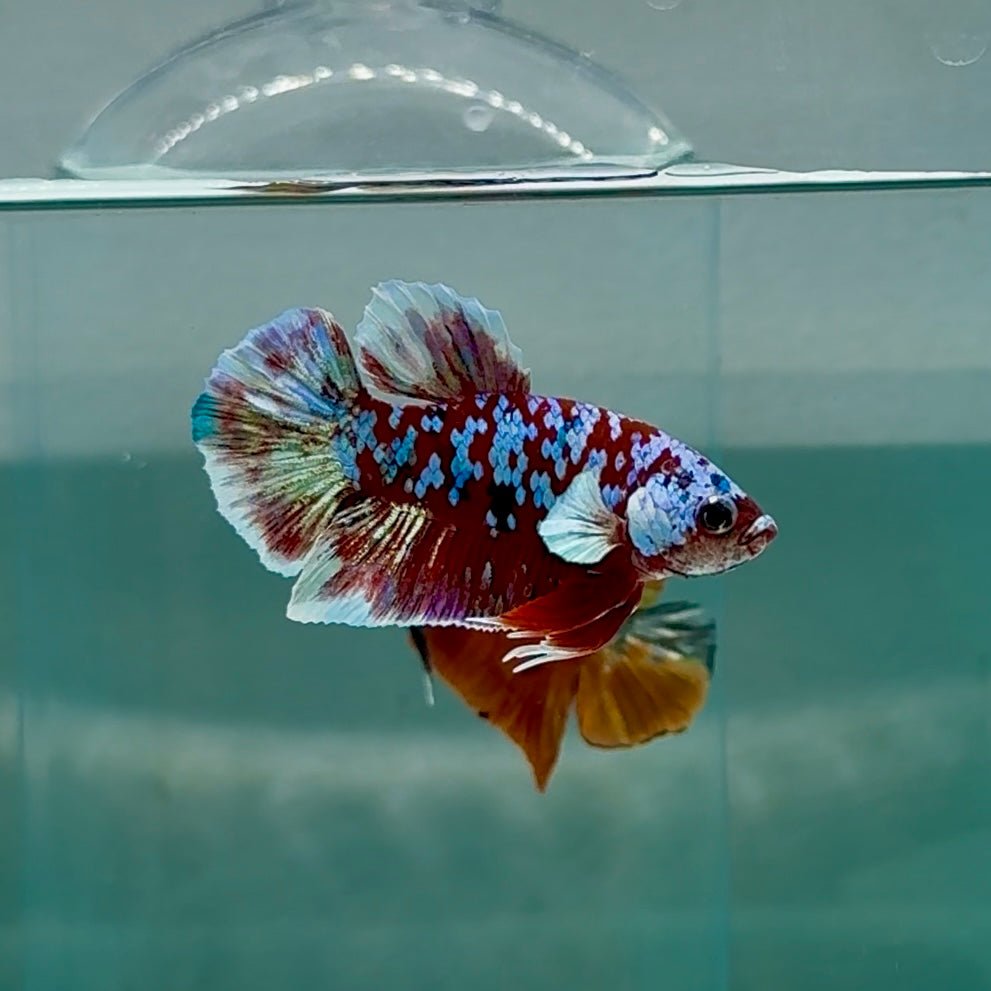 Plakat Red Gold Galaxy Macho Betta #Au34