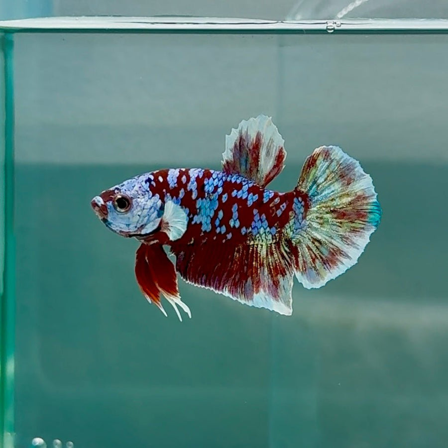 Plakat Red Gold Galaxy Male Betta Au34 Male betta