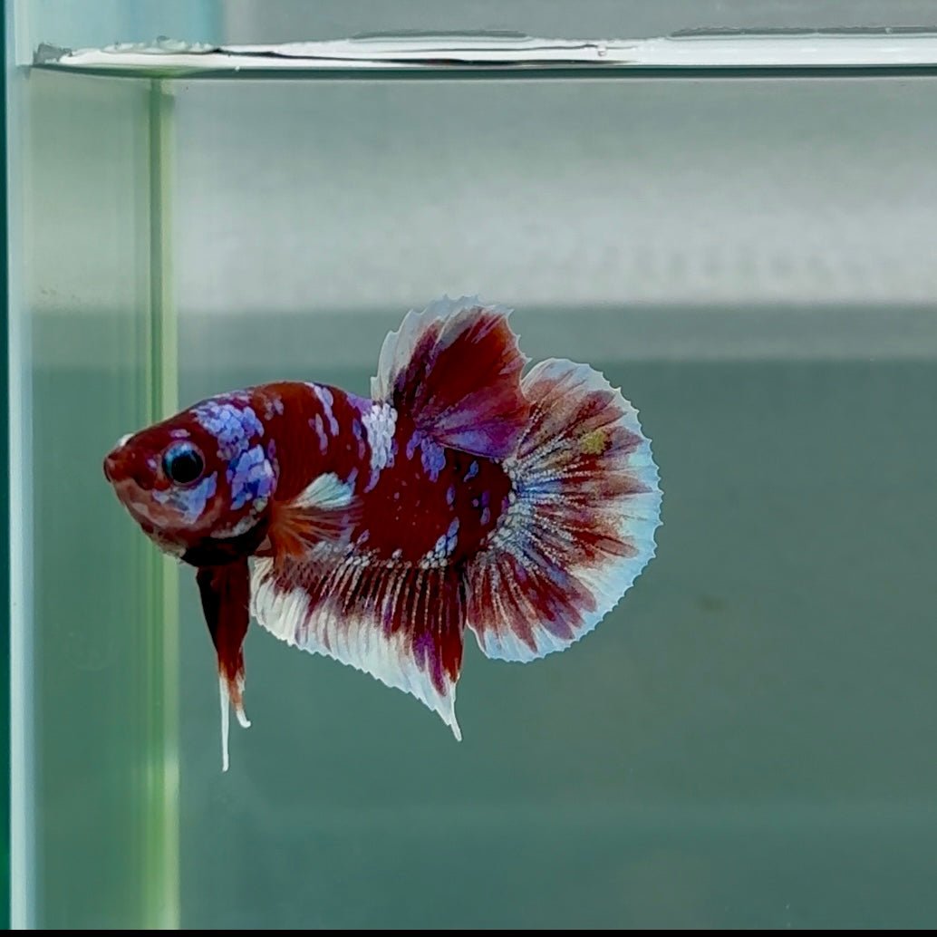 Plakat Red Gold Galaxy Male Betta #Au35
