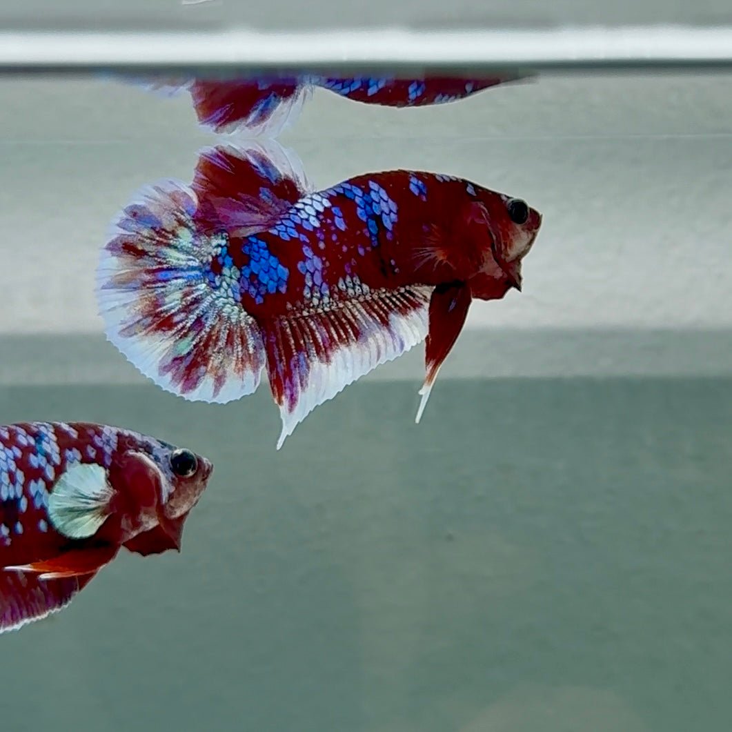 Plakat Red Gold Galaxy Male Betta #Au35