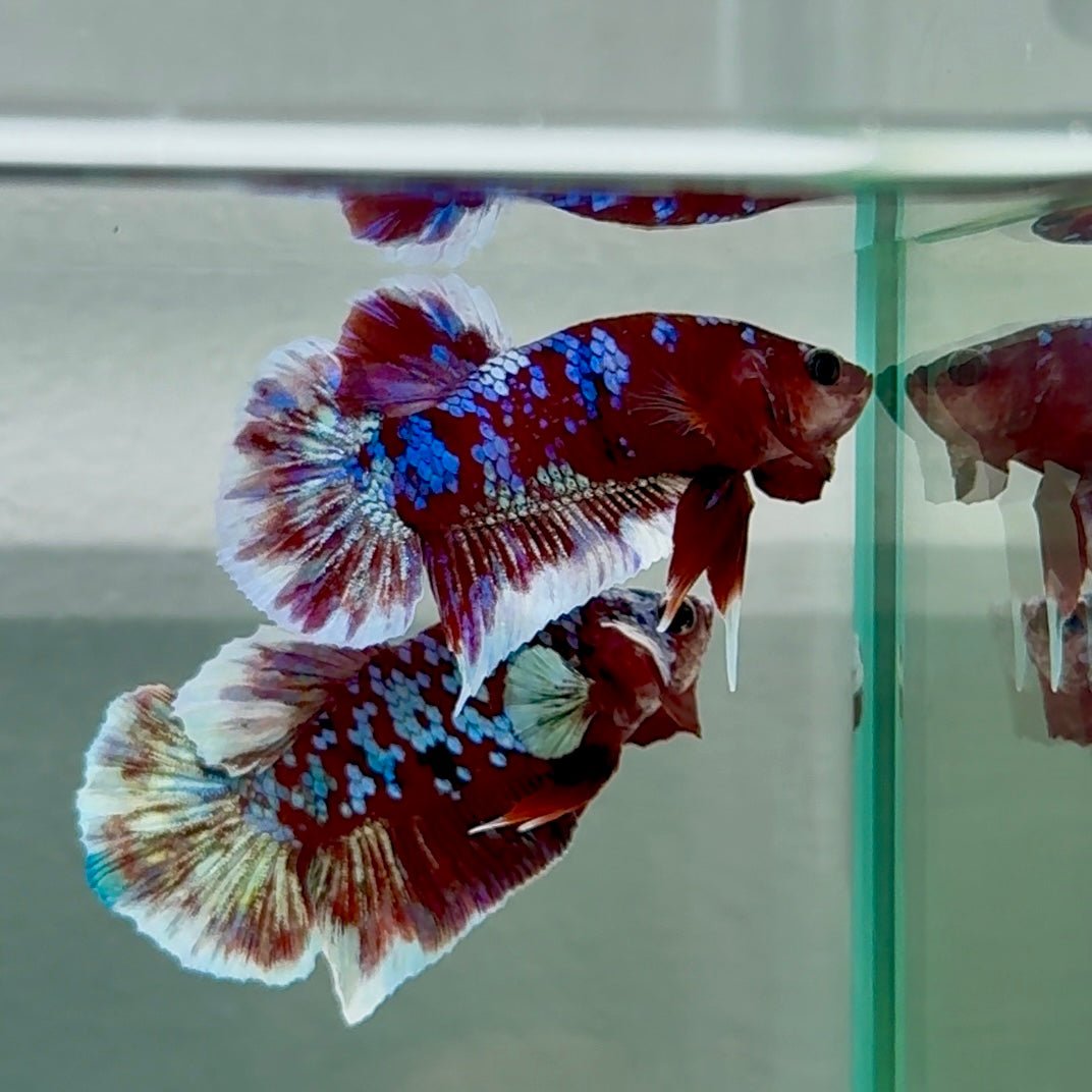 Plakat Red Gold Galaxy Male Betta #Au35