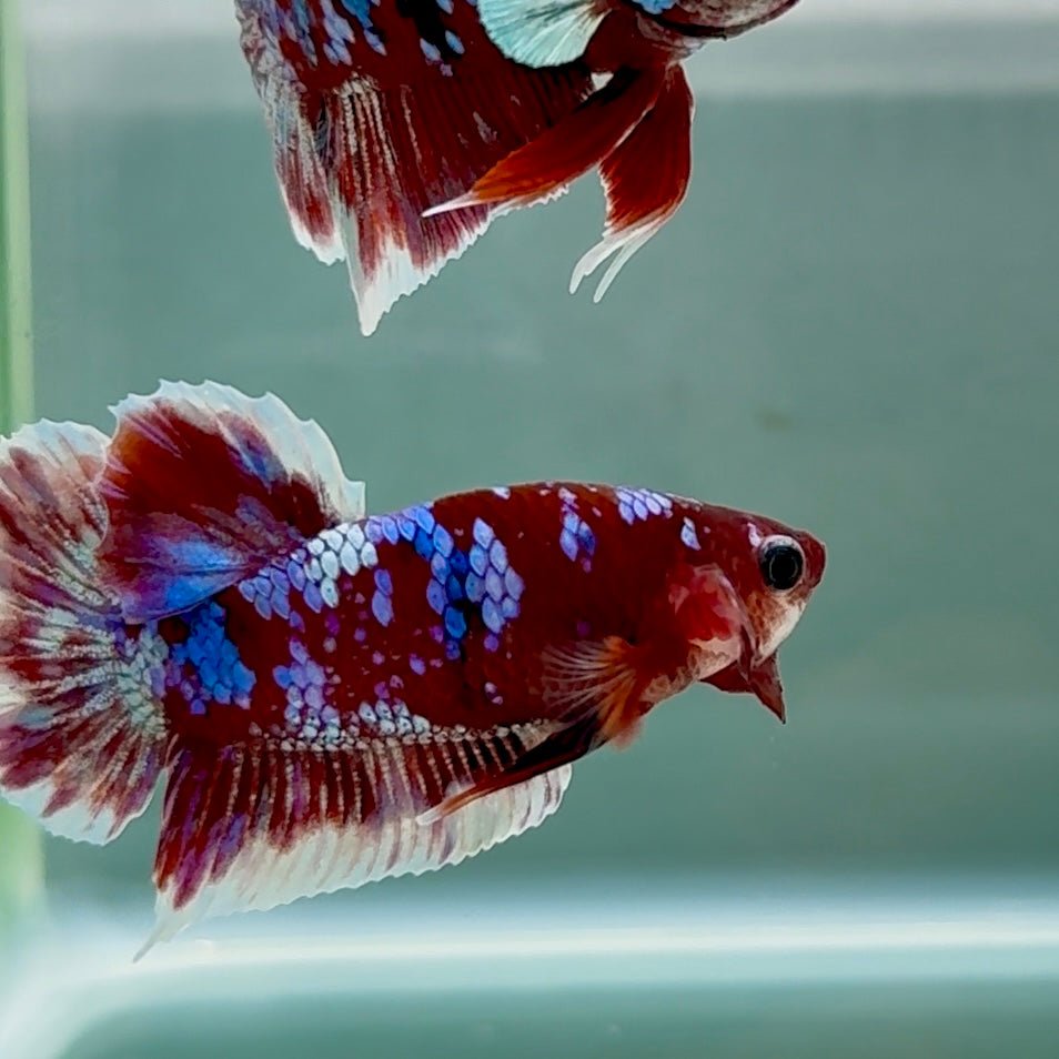 Plakat Red Gold Galaxy Male Betta #Au35