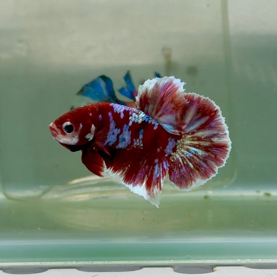 Plakat Red Gold Galaxy Male Betta Jul25 Male betta