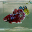 Plakat Red Gold Galaxy Male Betta Jul25 Male betta