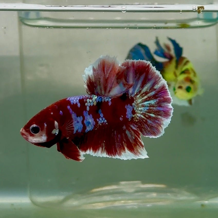 Plakat Red Gold Galaxy Male Betta #Jul25