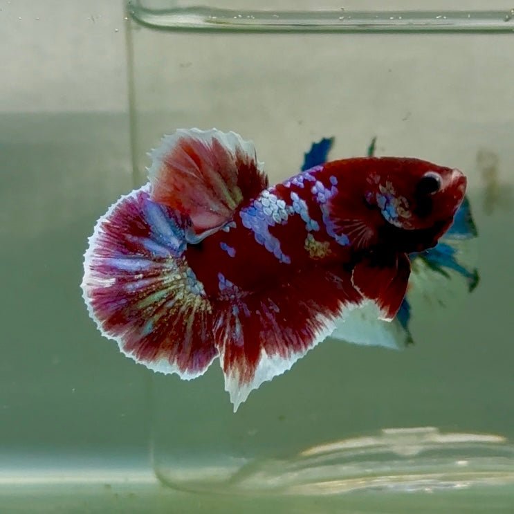 Plakat Red Gold Galaxy Male Betta #Jul25