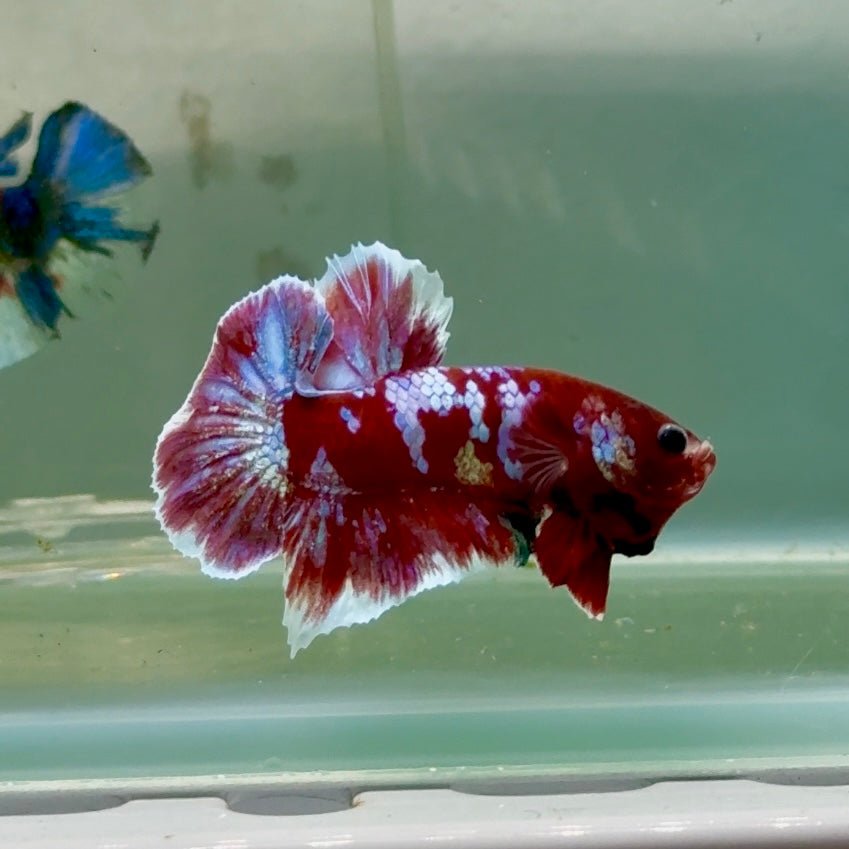 Plakat Red Gold Galaxy Male Betta #Jul25