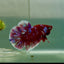 Plakat Red Gold Galaxy Male Betta Jul26 Male betta