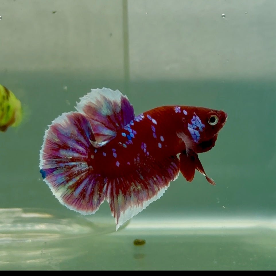 Plakat Red Gold Galaxy Male Betta #Jul26