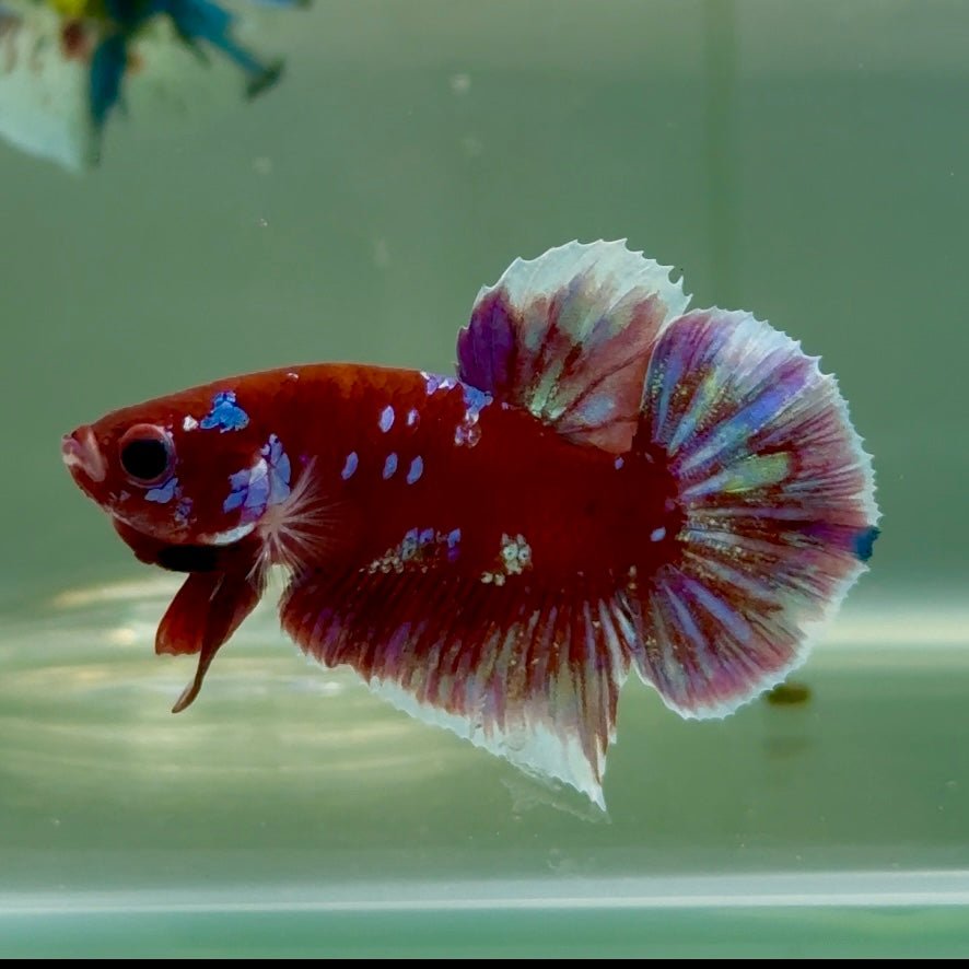 Plakat Red Gold Galaxy Male Betta #Jul26