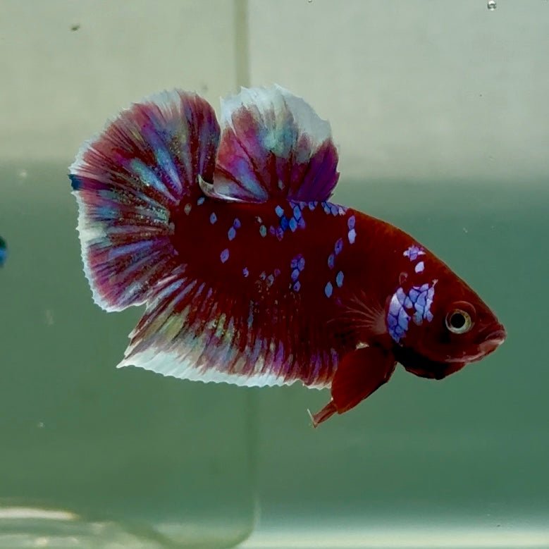 Plakat Red Gold Galaxy Male Betta #Jul26