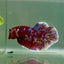 Plakat Red Gold Galaxy Male Betta Jul27 Male betta