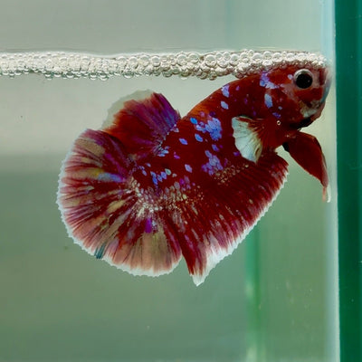 Plakat Red Gold Galaxy Male Betta Jul27 Male betta