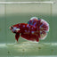 Plakat Red Gold Galaxy Male Betta Jul27 Male betta