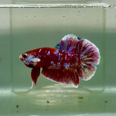 Plakat Red Gold Galaxy Male Betta Jul27 Male betta