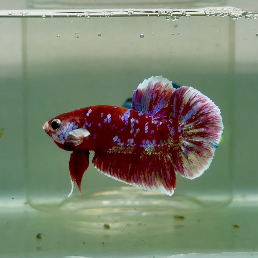 Plakat Red Gold Galaxy Male Betta Jul27 Male betta