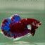 Plakat Red Gold Galaxy Male Betta Jul28 Male betta