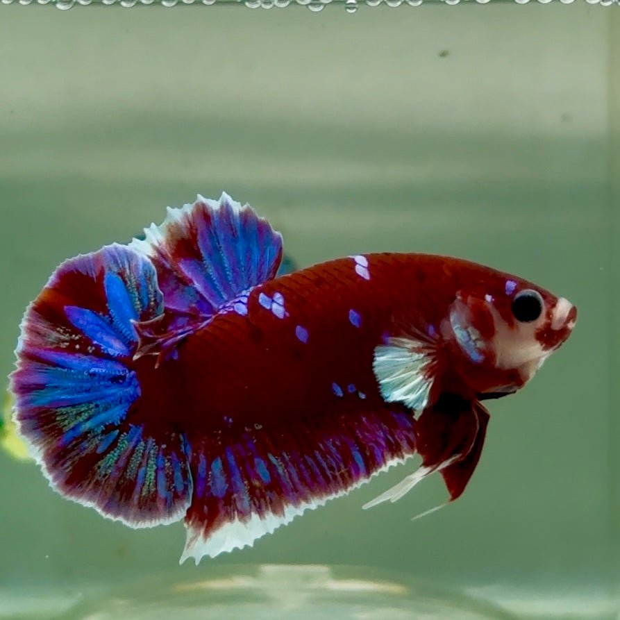 Plakat Red Gold Galaxy Male Betta Jul28 Male betta
